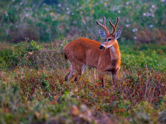 Gustavo Fonseca Tour