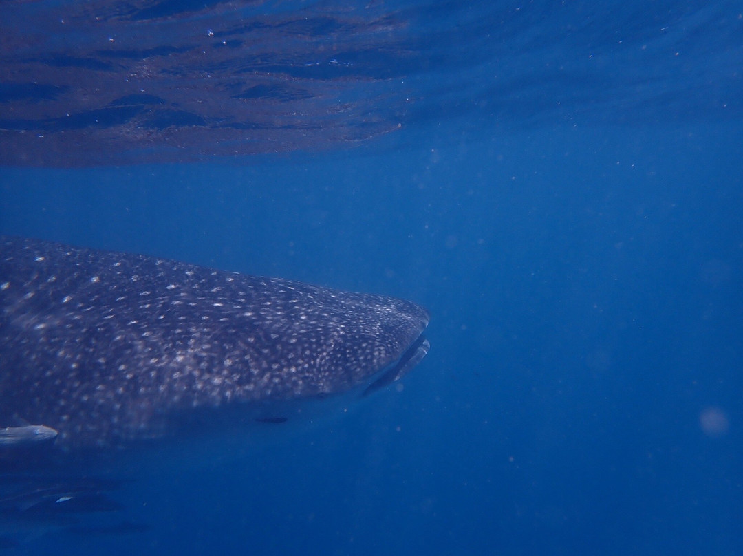 Ningaloo Whaleshark Swim-埃克斯茅斯必去景点
