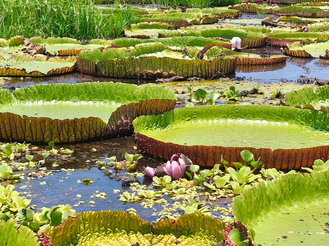 Cronos Transfer Ecoturismo-Alter do Chao必去景点