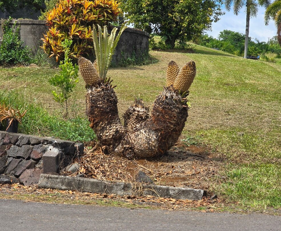 O.k. Farms (the Farm At Rainbow Falls)-希洛必去景点