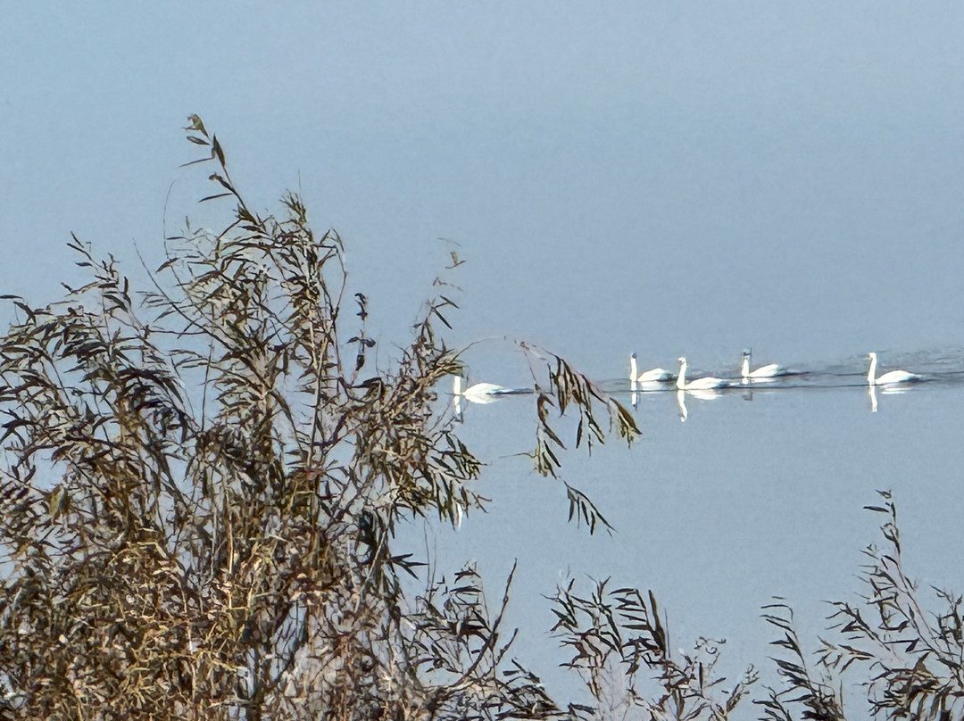 Kányavári Island, "Búbos vöcsók" educational path-Balatonmagyaród必去景点