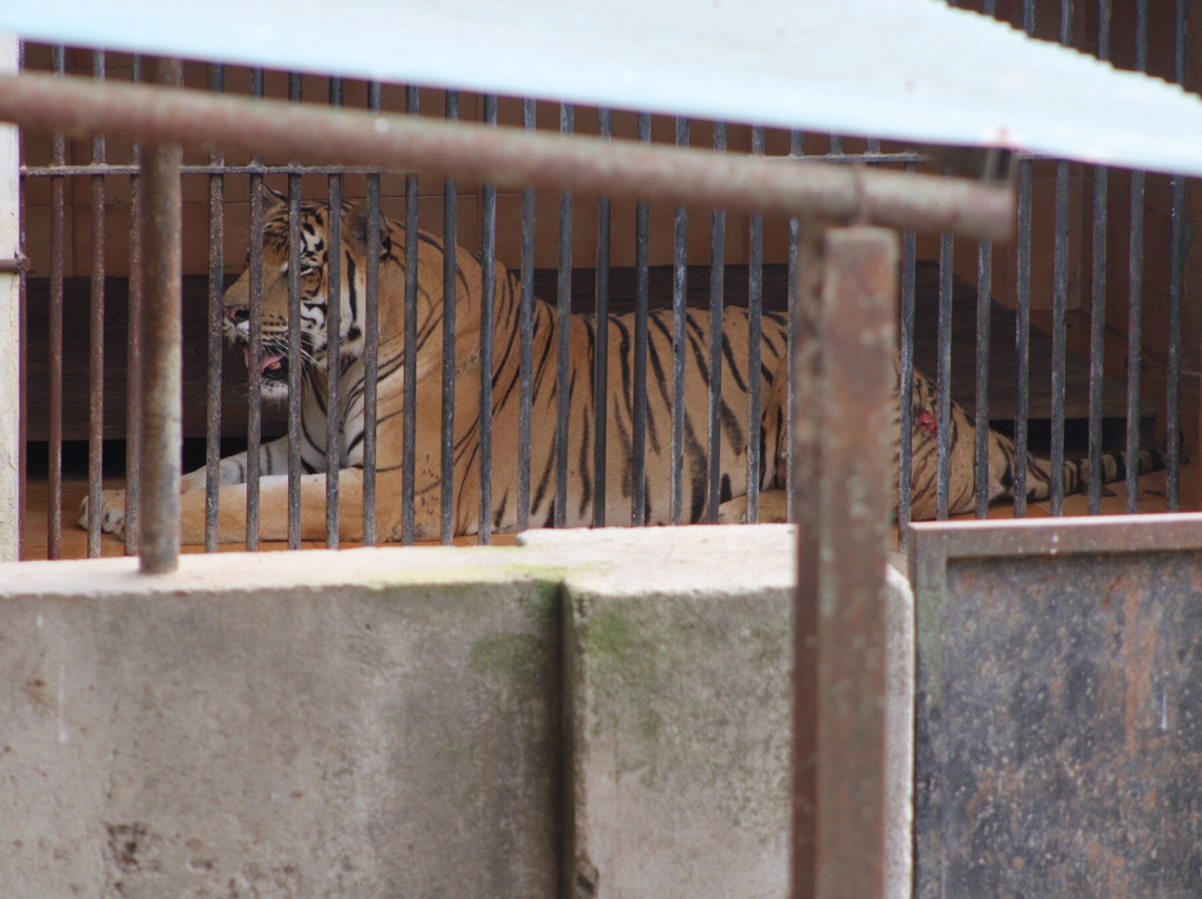 The Central Zoo-帕坦（拉利特浦）必去景点
