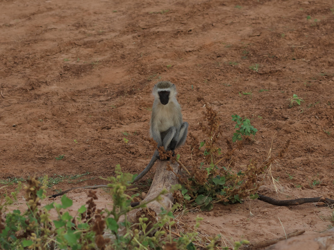 Samburu National Reserve-内罗毕必去景点