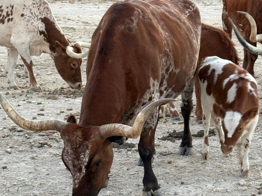 Dixie Dude Ranch-Bandera必去景点