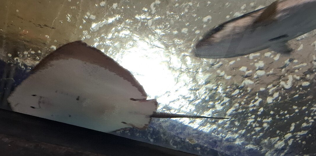 Aquario da Madeira-莫尼什港必去景点