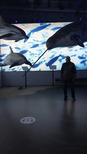 冰岛之鲸-雷克雅未克必去景点