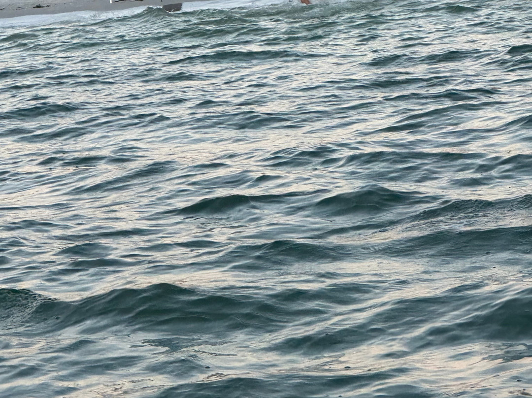 Sea N Things, LLC-Indian Shores必去景点