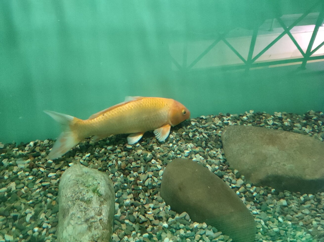 Kastoria Aquarium-卡斯托里亚必去景点