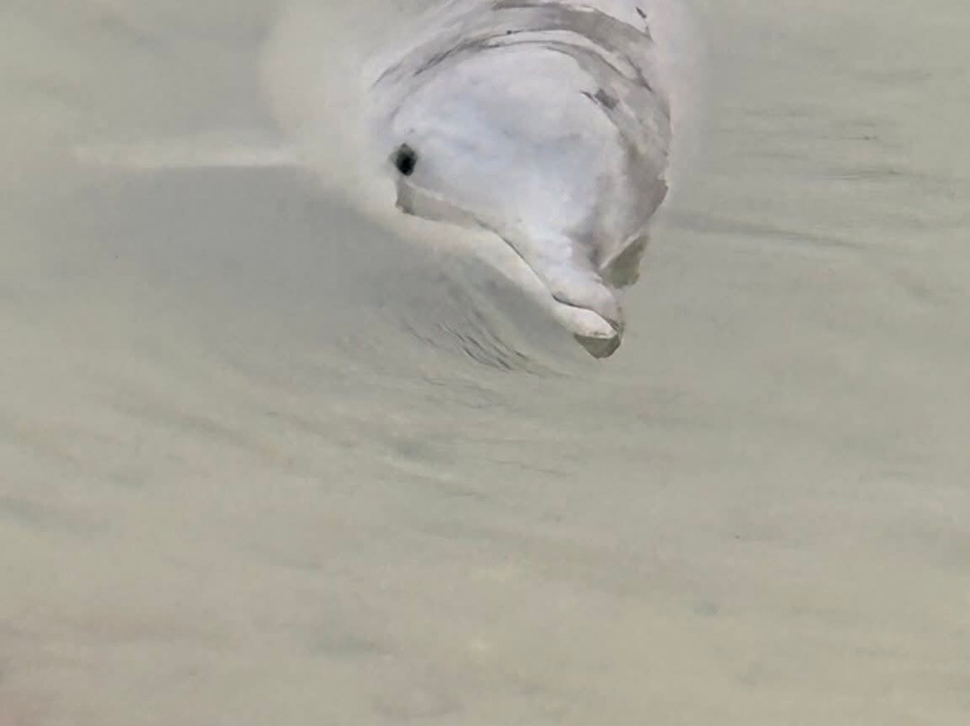 Barnacles Dolphin Centre-Tin Can Bay必去景点