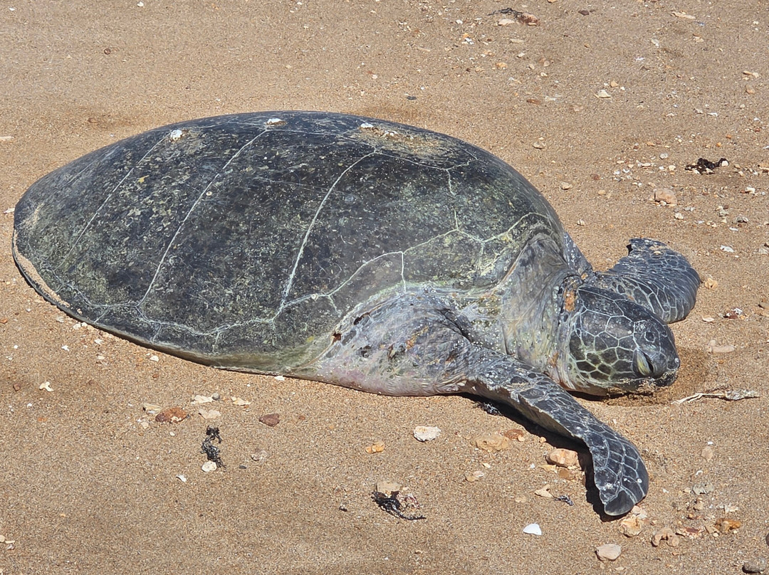 Mackerel Islands主图