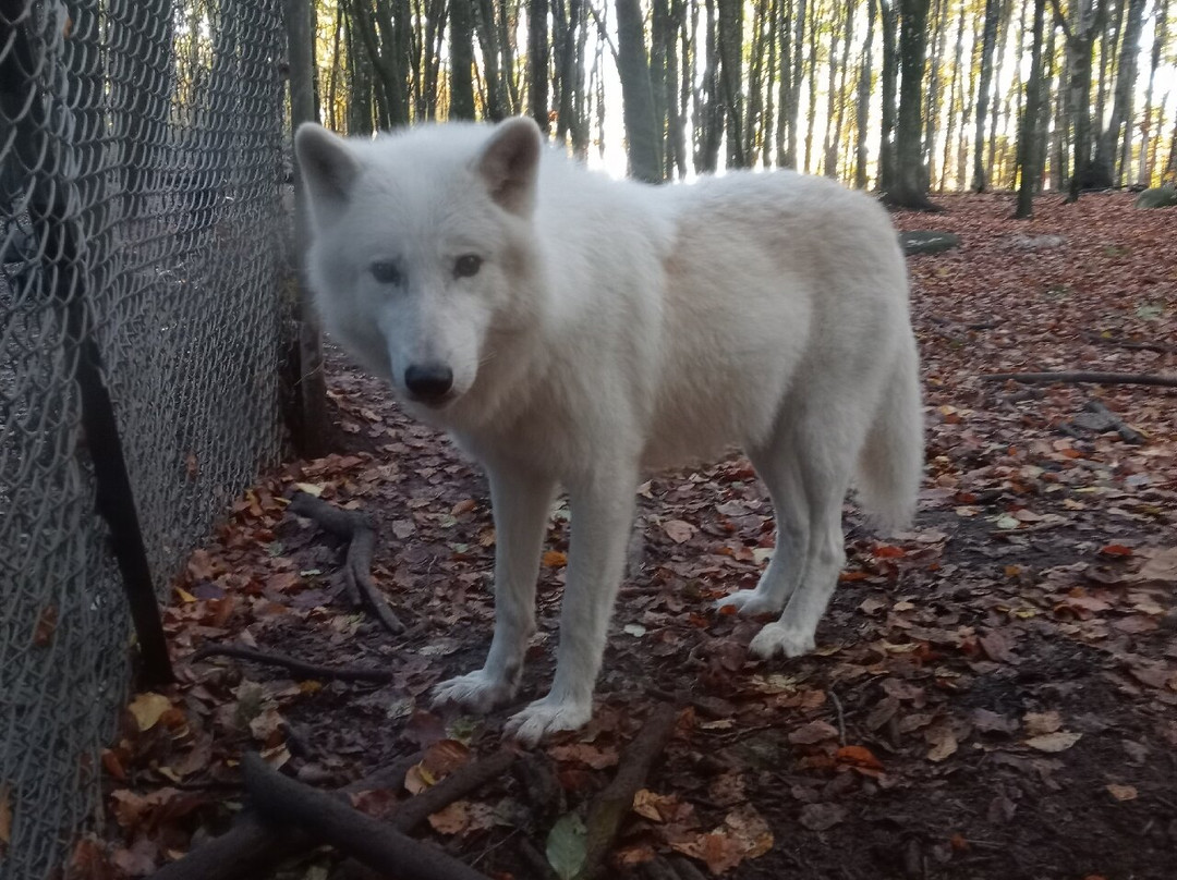 Loups de Chabrières-Gueret必去景点