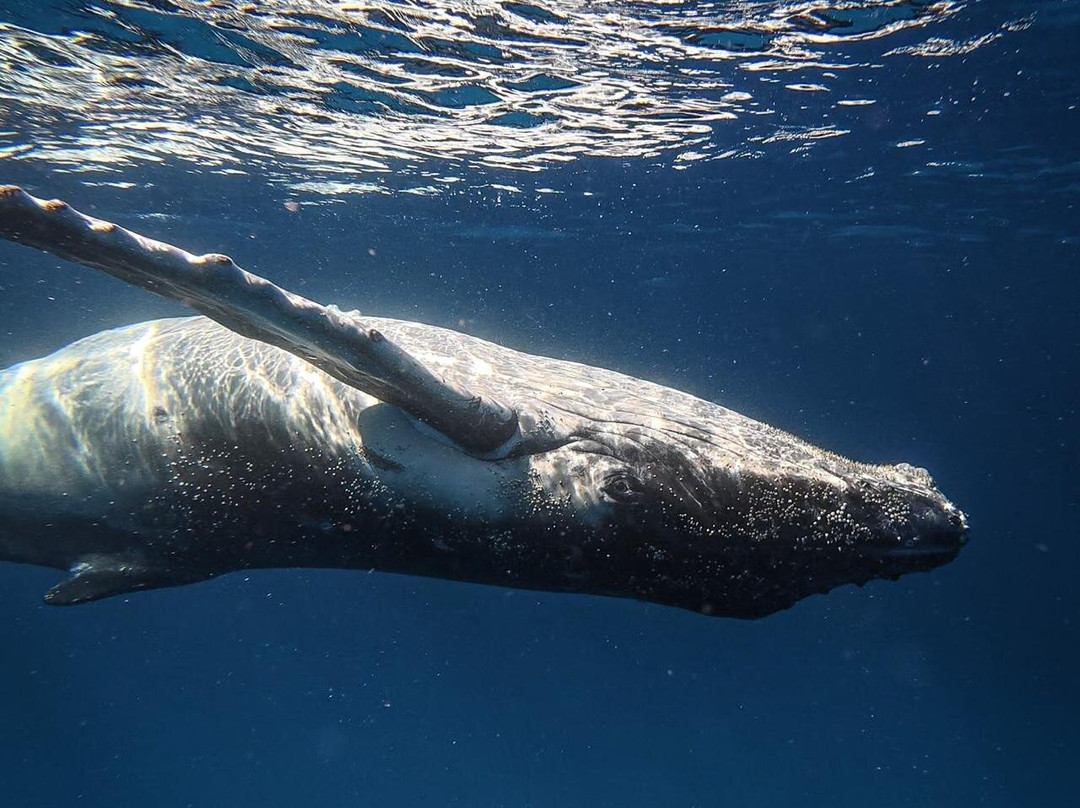 Majestic Whale Encounters-Foa Island必去景点