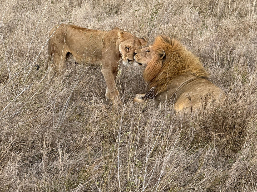 Caracal Tours & Safaris-莫西必去景点
