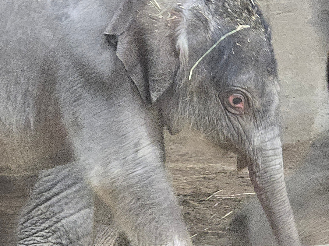 哥伦布动物园-Powell必去景点