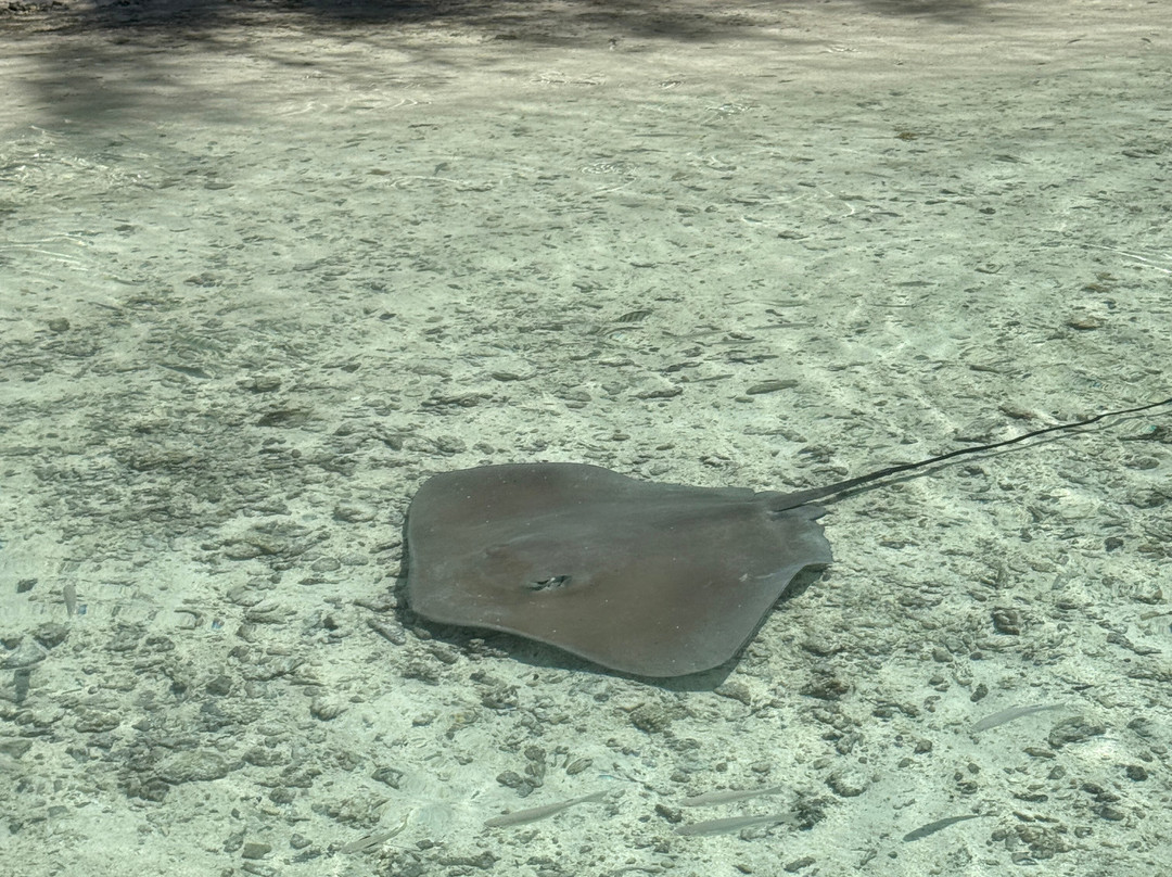 Moorea Seafari Cruises-Paopao必去景点