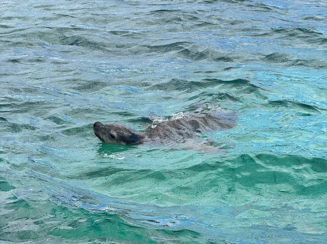 Lobster Shack Sea Lion Tour-塞万提斯必去景点