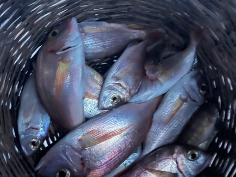 Paragadi Fishing Trips-雷斯蒙必去景点