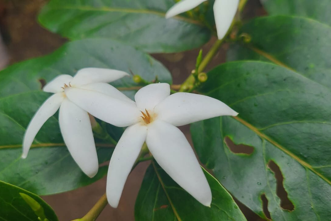 Grande Montagne Nature Reserve-罗德里格斯岛必去景点