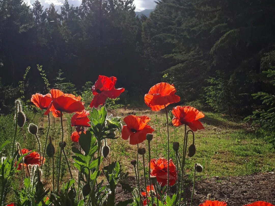 Airedelbosque - jardines de montaña