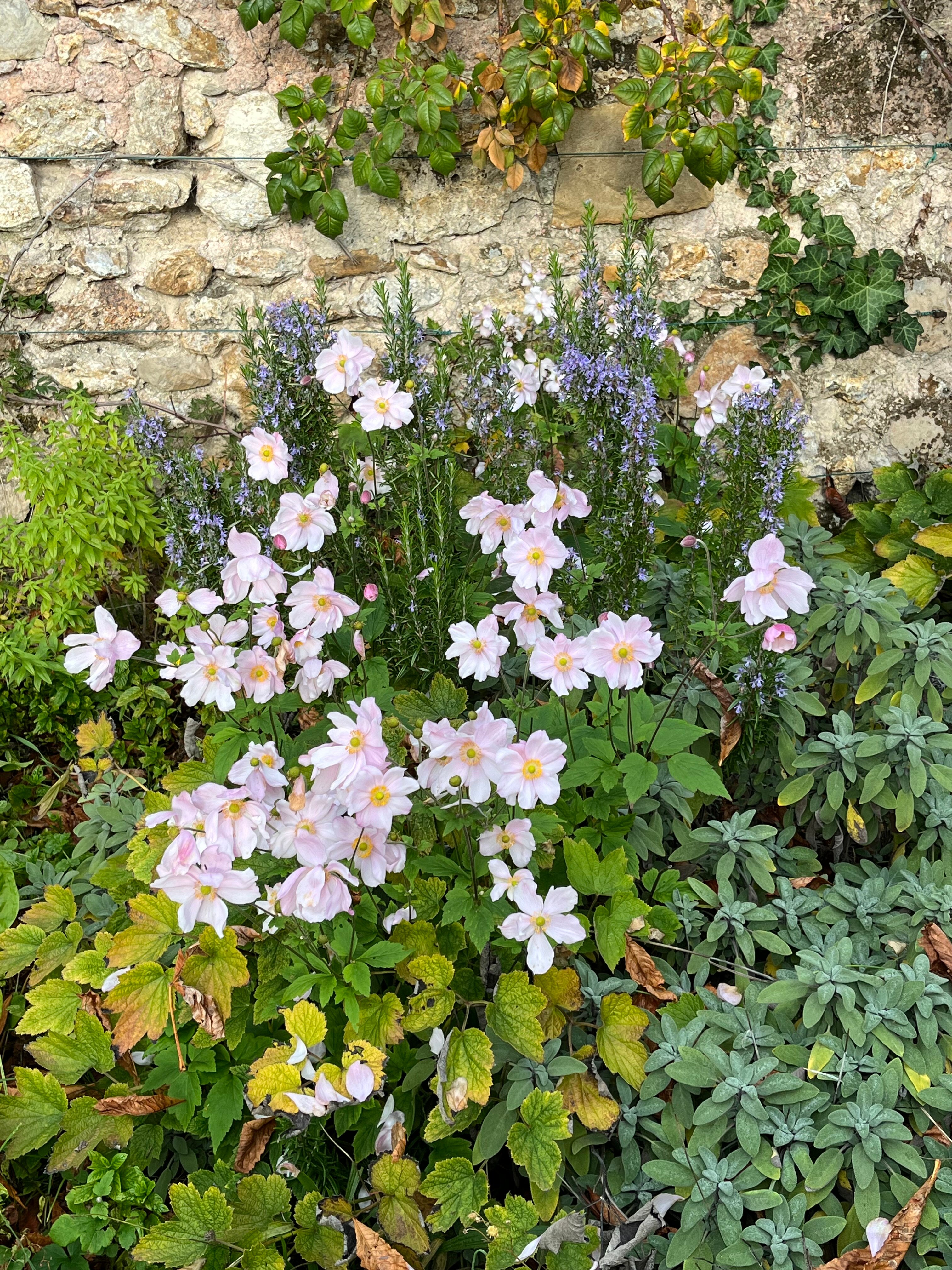 Le Clos Corbier-官方