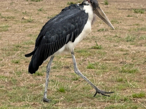 Long Way Expeditions-阿鲁沙必去景点