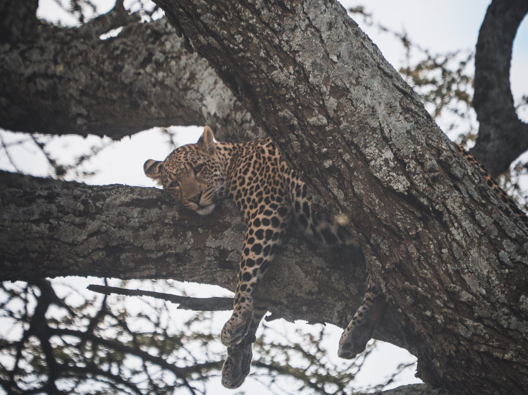 Destiny Explorers-莫西必去景点