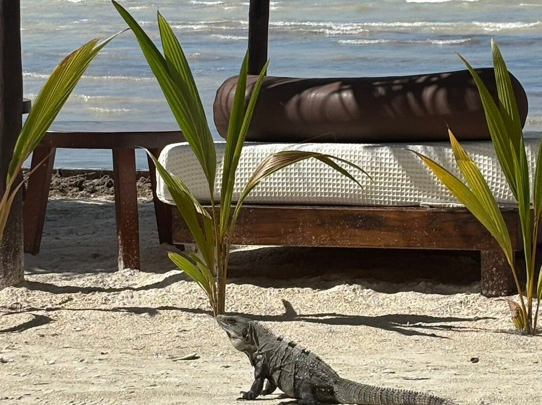 Playa Punta Cocos-Holbox Island必去景点