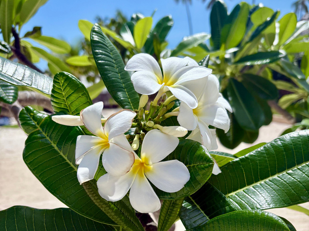Safaya Luxury Villas