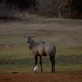 Umred Karhandla Wildlife Sanctuary-那格浦尔必去景点