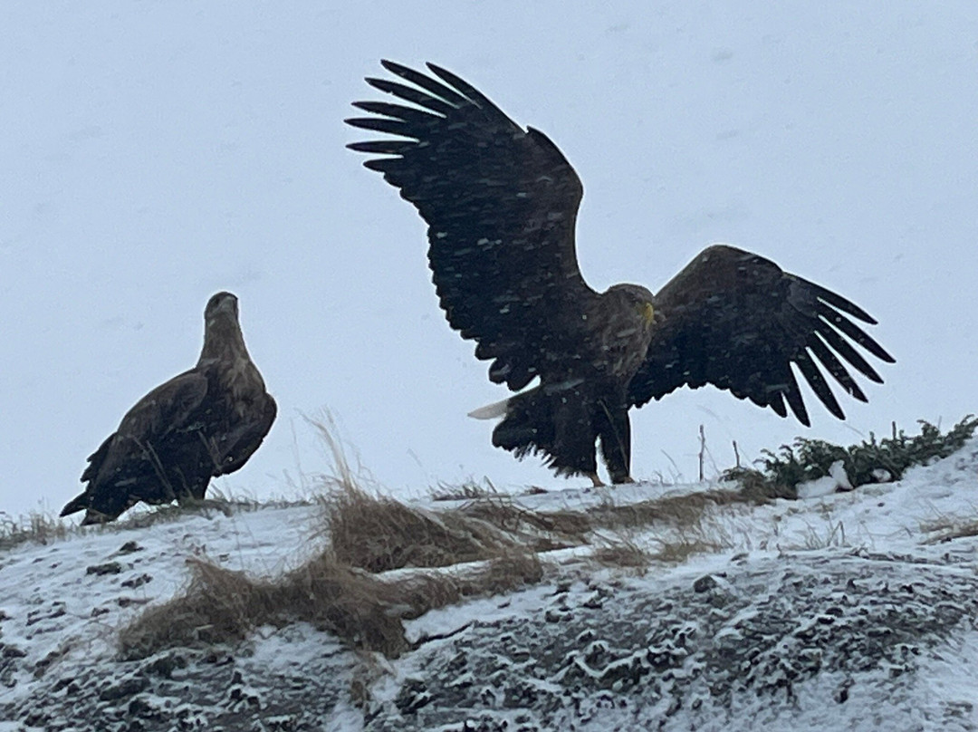 Go2Lofoten-斯沃尔韦尔必去景点