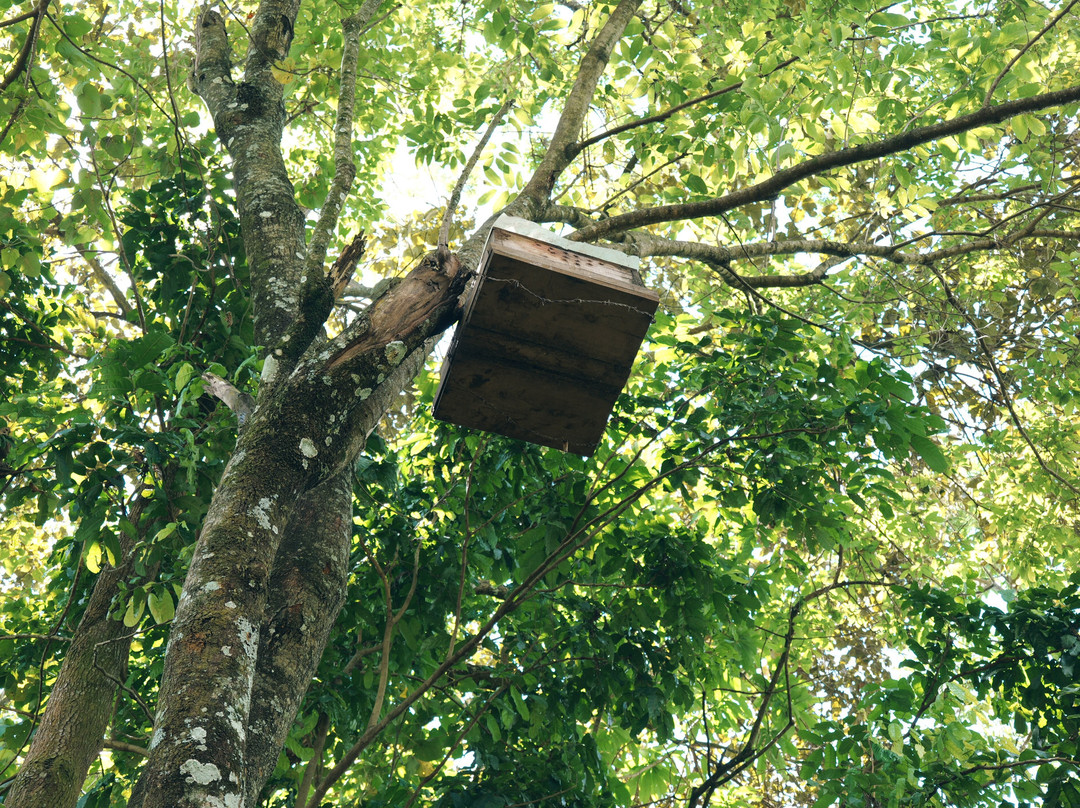 Gapeef Grace Beekeeping-Machame必去景点