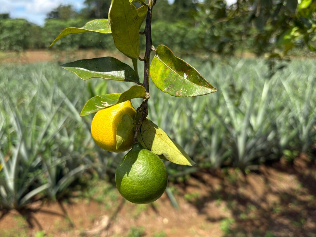 Finca Sura-Puerto Viejo de Sarapiqui必去景点