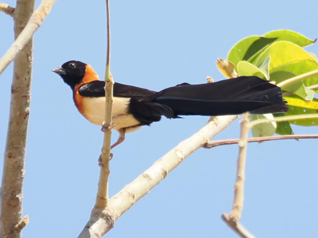 Bird Watching Tours Gambia-Bakau必去景点