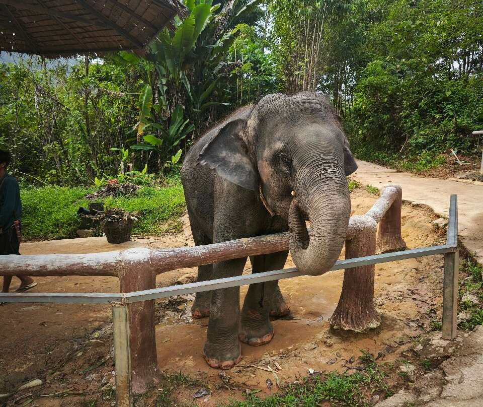 Phuket Elephant Care-奈通必去景点