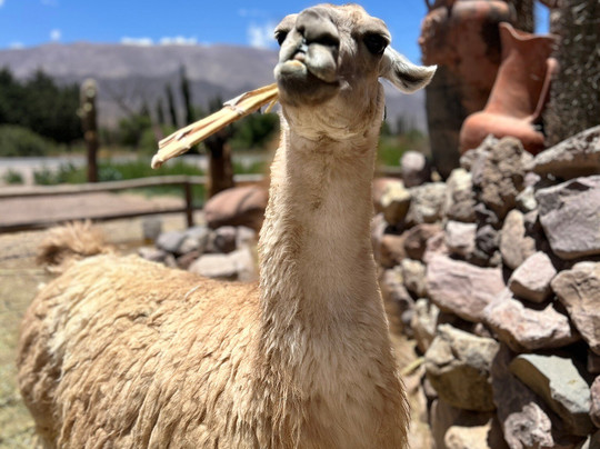 Entre Cerros Viajes-萨尔塔必去景点