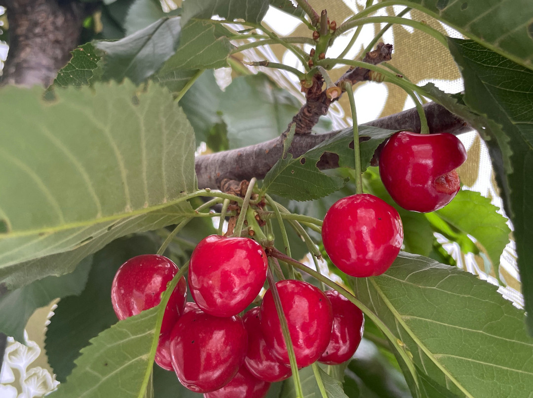 House of Wessex International-Glen Innes必去景点