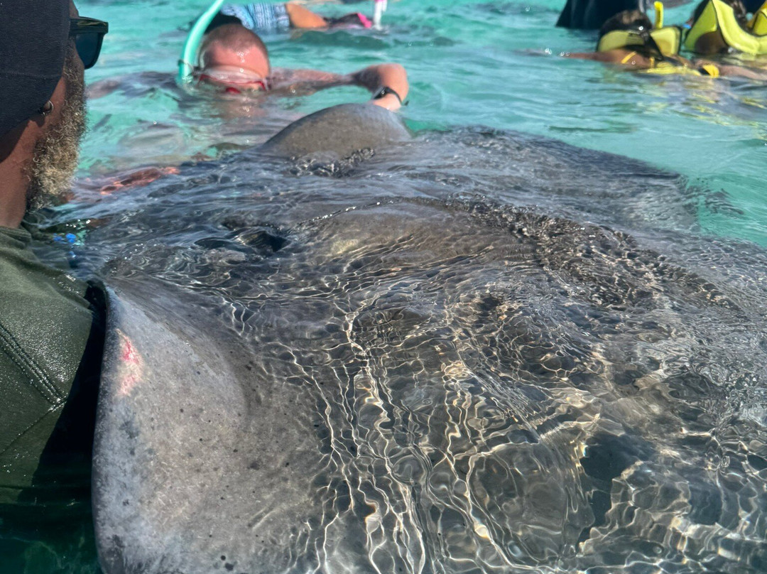 Stingray City-安提瓜必去景点
