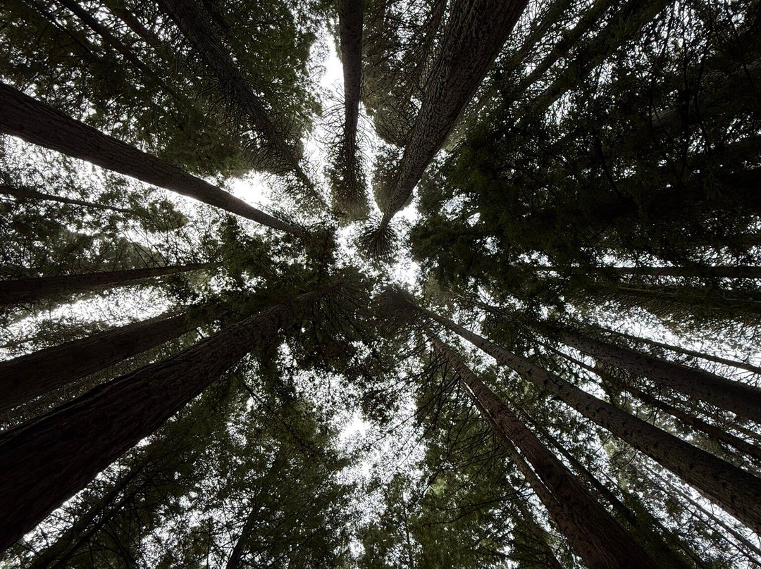 Hoyt Arboretum-波特兰必去景点