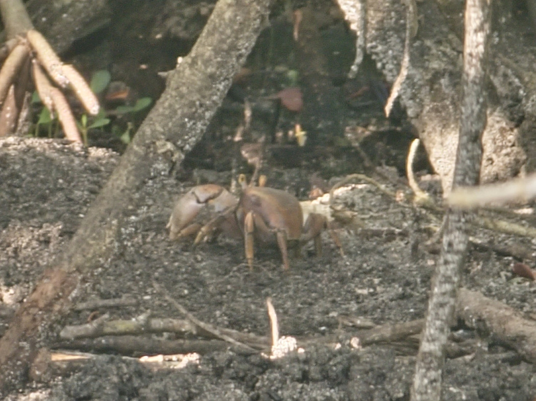 Yalodé Kayak Canyon Bain De Forêt-瓜德罗普岛必去景点