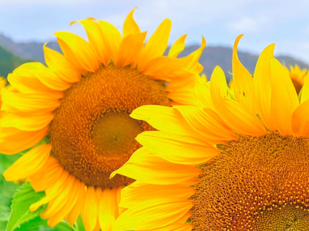 Sunflower Field-帕他那尼空必去景点