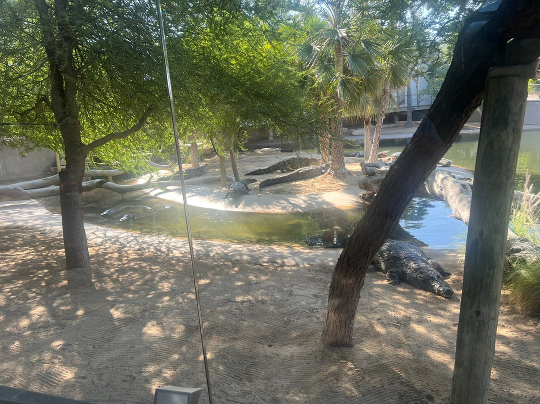 Dubai Crocodile Park-迪拜必去景点