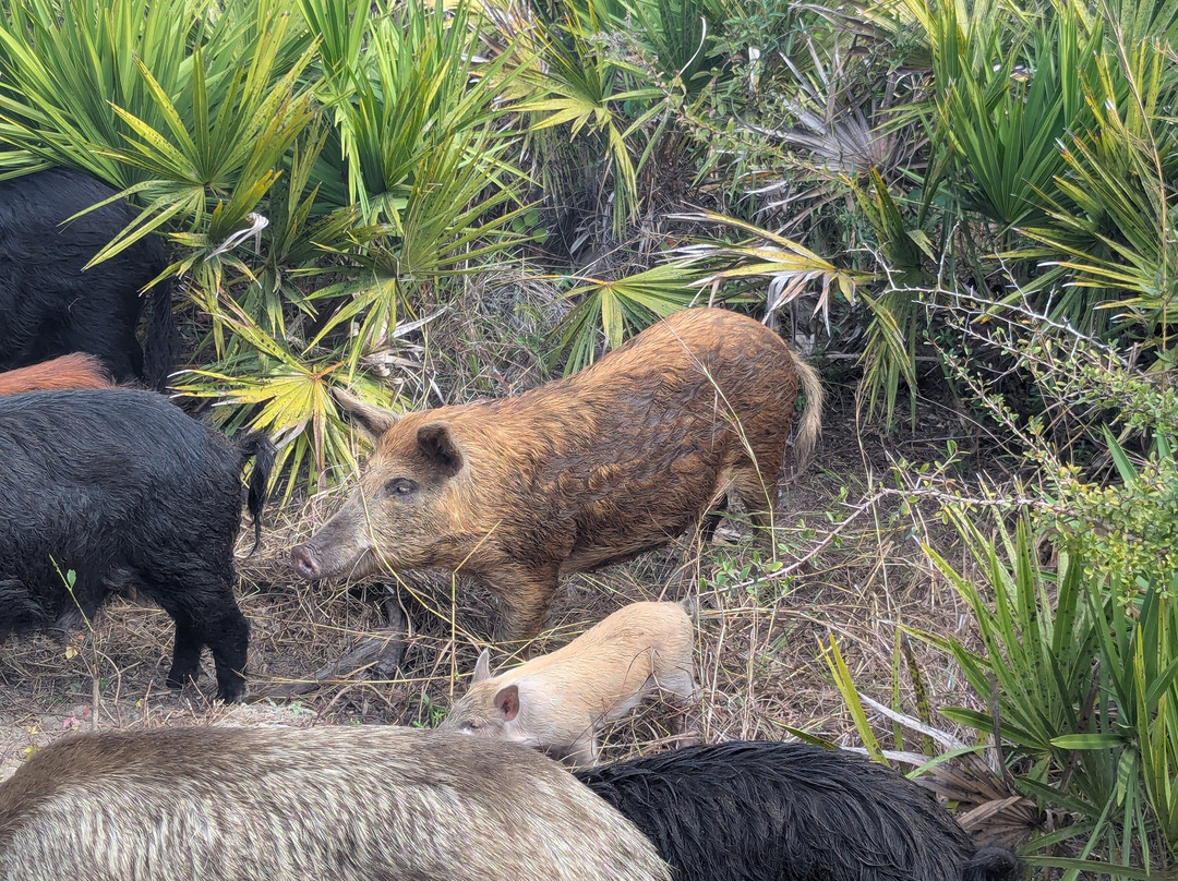 Babcock Ranch Preserve-蓬塔戈尔达必去景点
