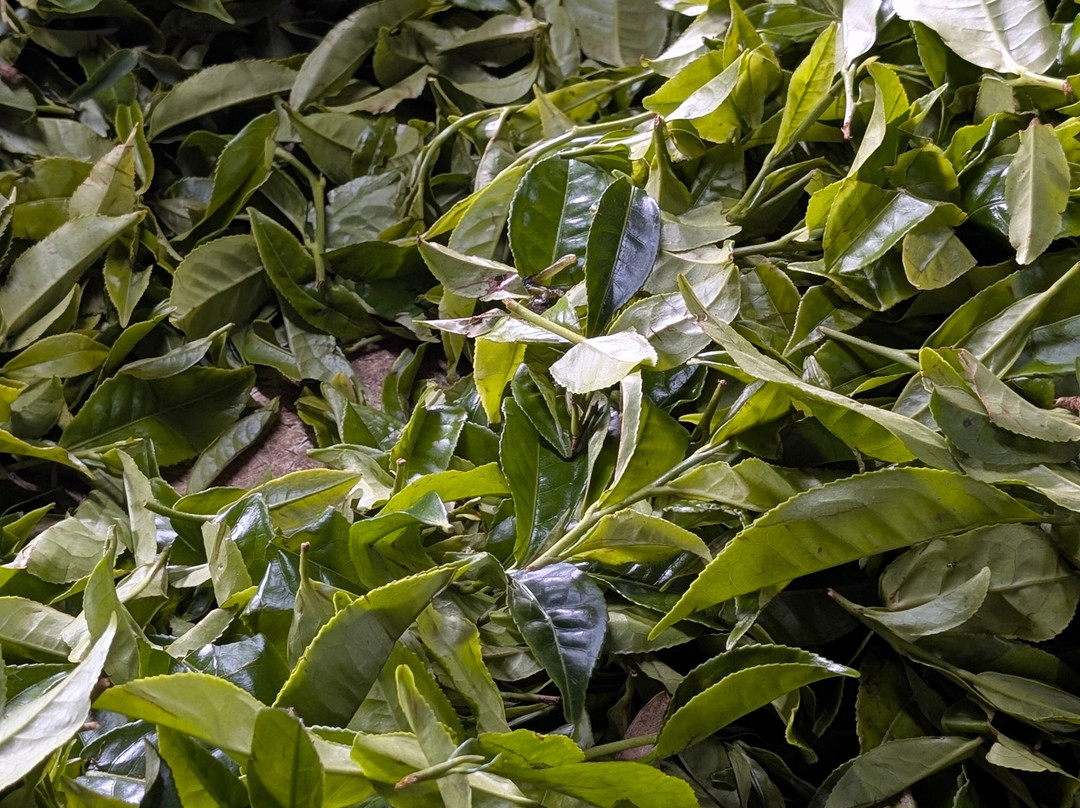 Dambatenne Tea Factory-哈普特莱必去景点