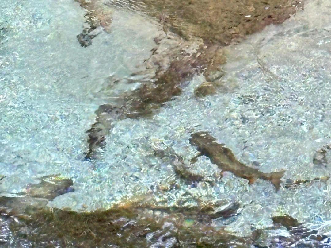 Natureguide Fivesense-松本市必去景点