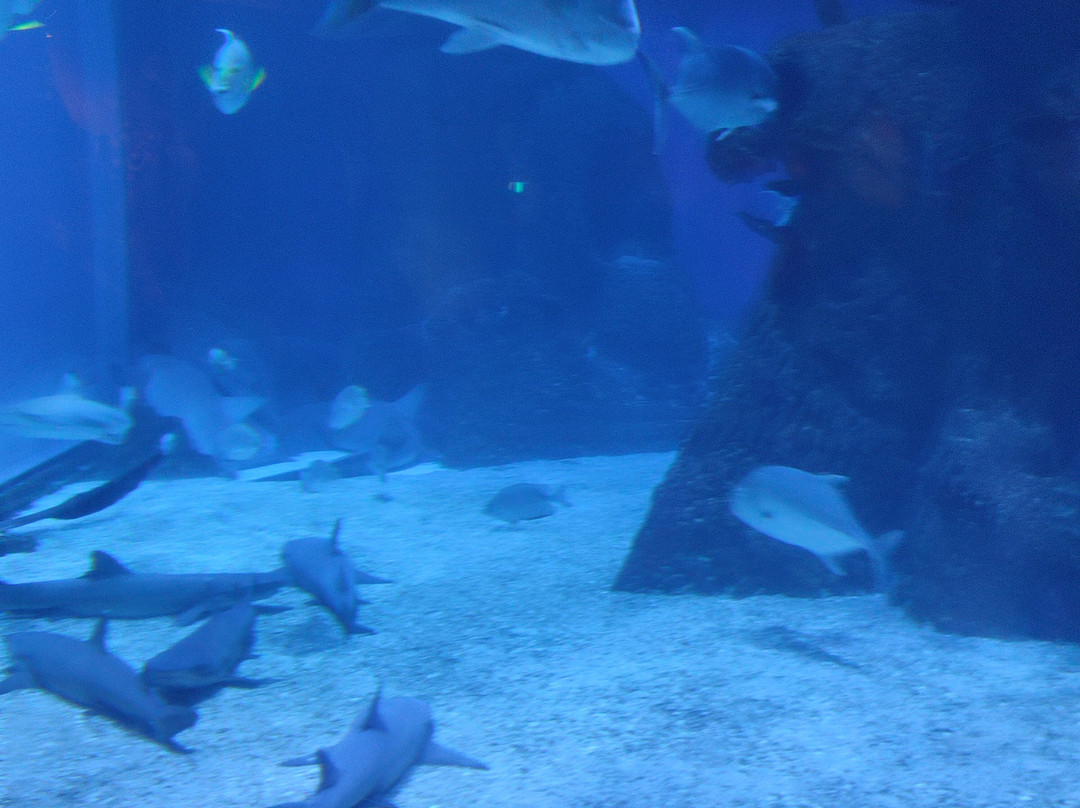 Jakarta Aquarium & Safari-雅加达必去景点