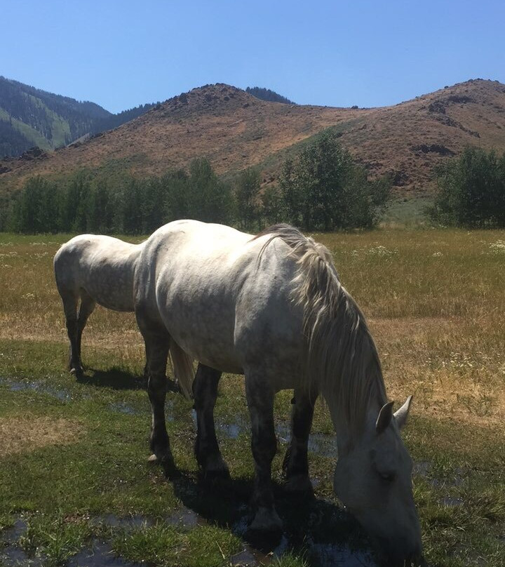 Sun Valley Stables-森瓦利必去景点