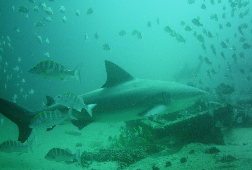 Dive Cabo Pulmo-Cabo Pulmo必去景点
