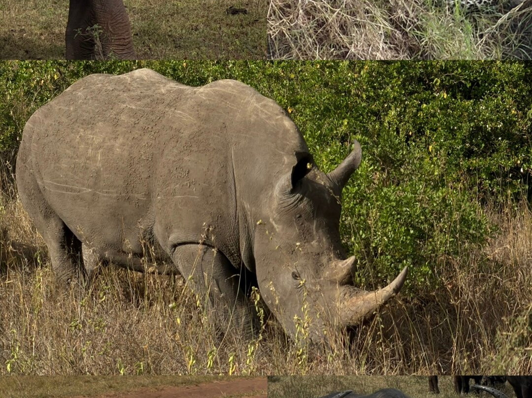 Scope Safaris-Thika必去景点