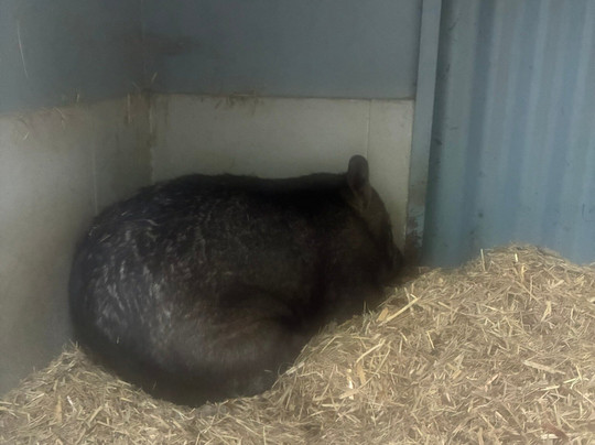 Selina Magnetic Island & The Koala Park-Horseshoe Bay必去景点