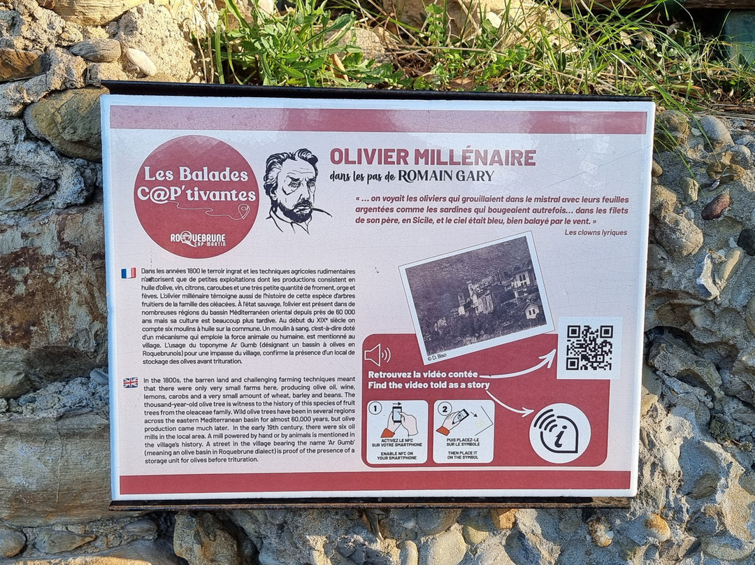 L'Olivier Millénaire-罗克布伦第马丁必去景点